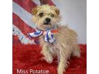 Adopt Miss potatoe a Terrier