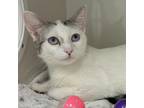 Adopt Leslie Knope (queen) a Domestic Short Hair