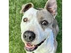 Adopt Kardi - ECAS a Pit Bull Terrier