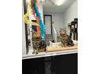 Adopt Chloe and Lilly a Domestic Short Hair, Tabby