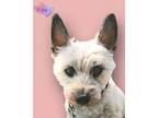 Adopt Roxy a Cairn Terrier, Mixed Breed