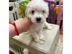 Bichon Frise Puppy for sale in Covina, CA, USA