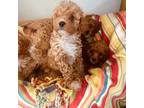 Bichon Frise Puppy for sale in Foley, AL, USA