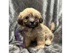 Zuchon Puppy for sale in Westville, FL, USA