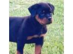 Rottweiler Puppy for sale in Shepherdsville, KY, USA