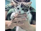 Adopt Fifi a Domestic Short Hair