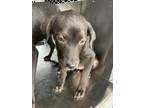 Adopt 55997083 a Labrador Retriever, Mixed Breed