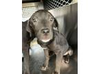 Adopt 55997085 a Labrador Retriever, Mixed Breed