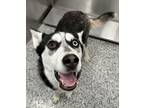 Adopt Quinby a Siberian Husky, Mixed Breed
