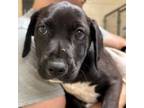 Adopt Gracie a Black Labrador Retriever, Mixed Breed