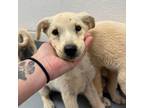 Adopt Peony a Yellow Labrador Retriever, Pointer
