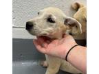 Adopt Pansy a Yellow Labrador Retriever, Pointer