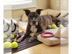 American Pit Bull Terrier DOG FOR ADOPTION RGADN-1089194 - 2106-1582 Amill (Off