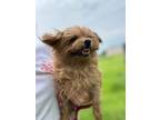 Adopt Quince a Yorkshire Terrier, Shih Tzu