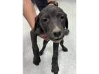 Adopt 86637 a Labrador Retriever, Mixed Breed
