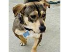 Adopt Rory - Costa Mesa Location a Beagle, Corgi