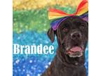 Adopt Brandee a Mixed Breed