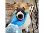 Adopt Ginger a Collie