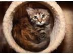 Adopt Ember a Maine Coon, Domestic Short Hair