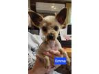 Adopt Emma a Yorkshire Terrier