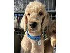 Adopt Meadow a Standard Poodle