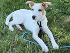 Adopt Abby 3132 a Labrador Retriever