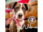 Adopt Wilma Flintstone a German Shepherd Dog, Mixed Breed