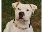 Adopt Valorie a Terrier, Mixed Breed