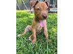 Adopt Cupcake a Black Mouth Cur, Mixed Breed