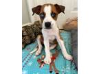 Adopt Cannoli a Black Mouth Cur, Mixed Breed