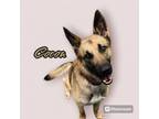 Adopt Cocoa Bean a German Shepherd Dog