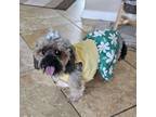 Adopt Tulip a Yorkshire Terrier