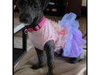 Adopt Princess Martha OS NV a Poodle