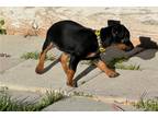 Miniature Pinscher Puppy for sale in Twin Falls, ID, USA