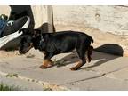 Miniature Pinscher Puppy for sale in Twin Falls, ID, USA