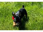 Miniature Pinscher Puppy for sale in Twin Falls, ID, USA