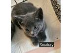 Adopt Smokey (Campground Cuties Litter) a Domestic Short Hair