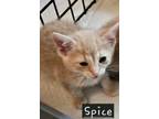 Adopt Spice (Campground Cuties Litter) a Domestic Short Hair