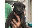 Adopt Tawney a Black Labrador Retriever