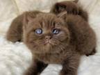 Royal British Shorthair Kittens for Sale