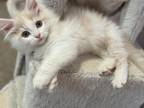 Siberian Male Kitten