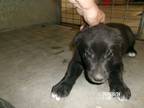 Adopt Clairee a Labrador Retriever, Mixed Breed