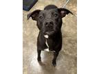 Adopt Lucky a Mixed Breed