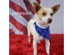 Adopt Jameson a Terrier