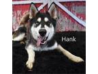 Adopt Hank a Husky