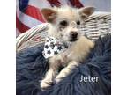 Adopt Jeter a Terrier