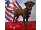 Adopt Henry a Chocolate Labrador Retriever