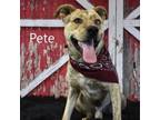 Adopt Pete a Mixed Breed