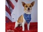 Adopt Jeffrey a Terrier
