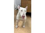 Adopt Spuds a Bull Terrier, Mixed Breed